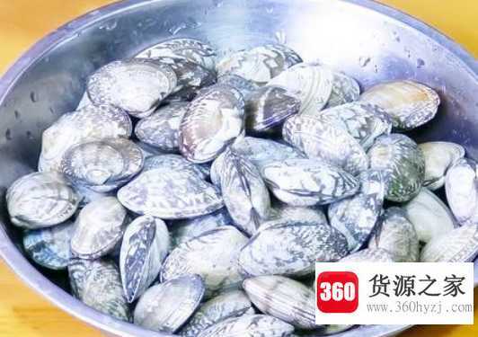 文蛤和花蛤的区别
