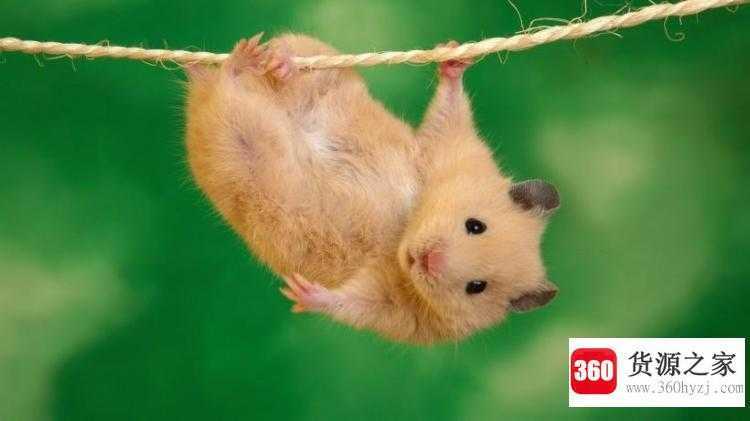 仓鼠是老鼠吗