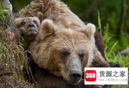 熊会冬眠么