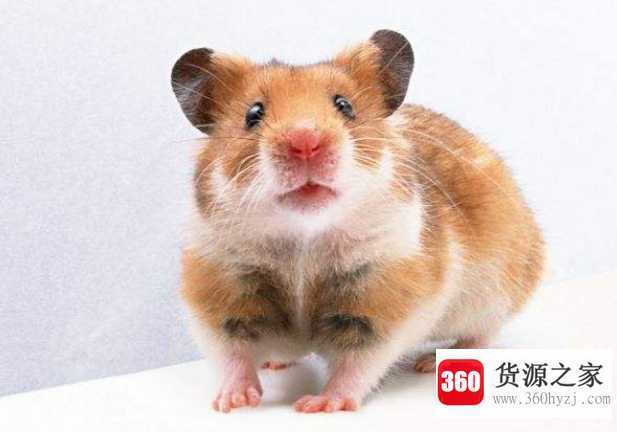 老鼠最喜欢吃什么