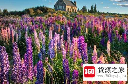 母亲节送花送什么花