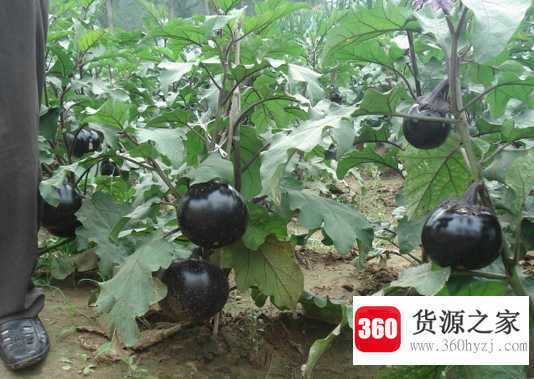 茄子可以生吃吗