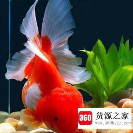 金鱼吃什么