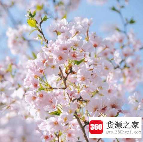 樱花种类和特征有哪些