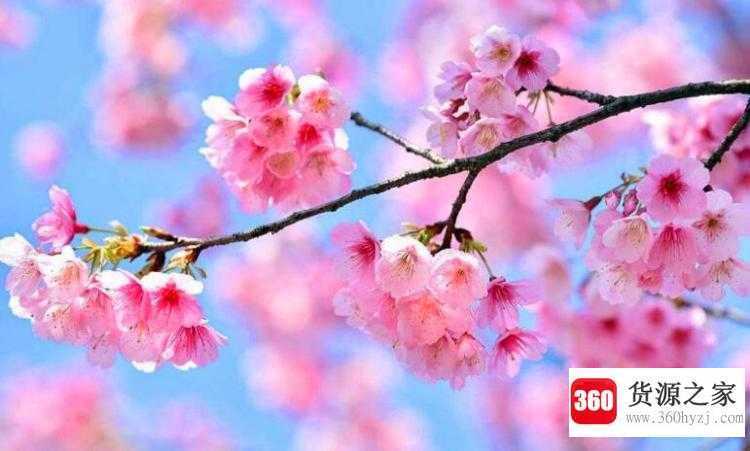樱花寿命是多长