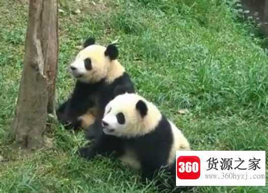 熊猫喜欢干什么