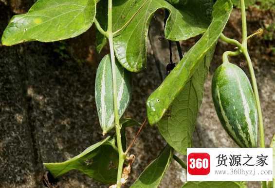 王瓜生是什么意思？