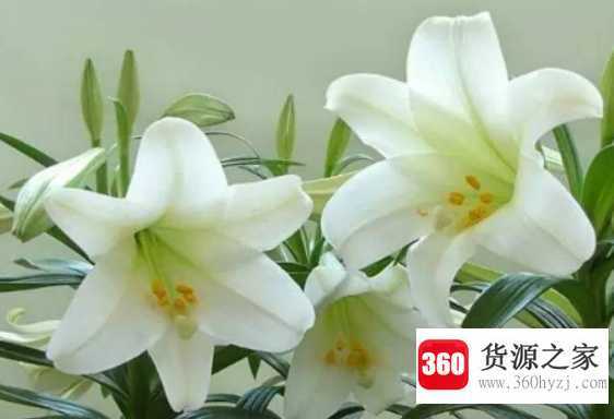 百合花介绍