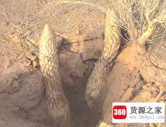 肉苁蓉是什么？
