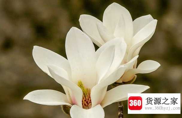 玉兰花是什么