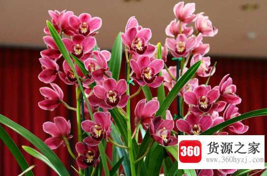 兰花怎么养