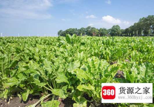 糖菜和油菜的区别在哪