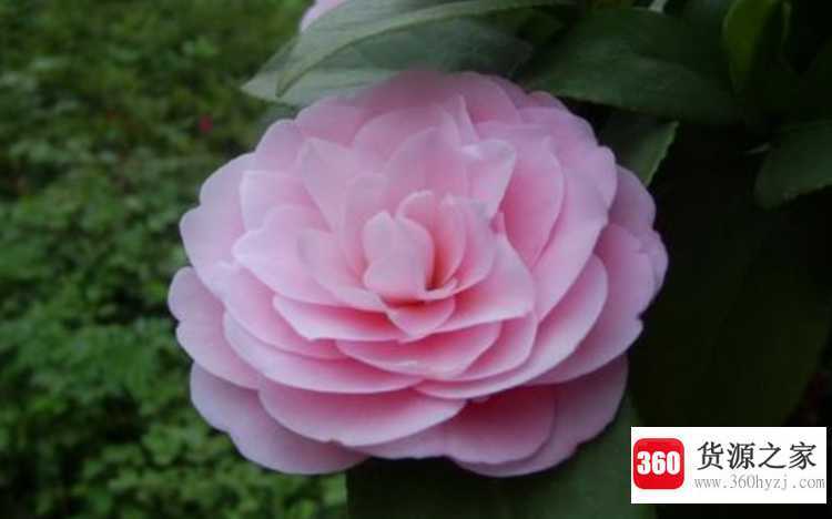 养殖茶花注意事项