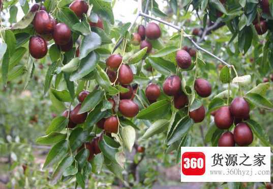大枣和红枣有什么区别