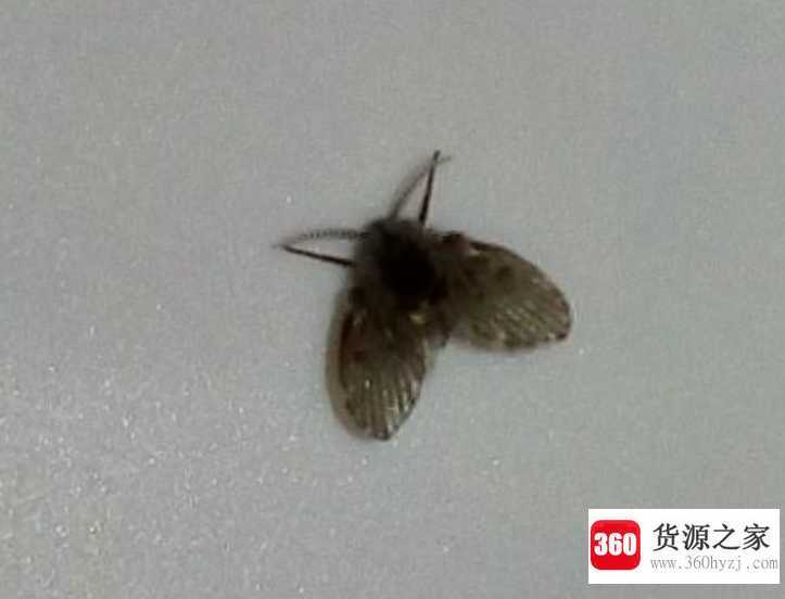 小飞蛾怎么来的
