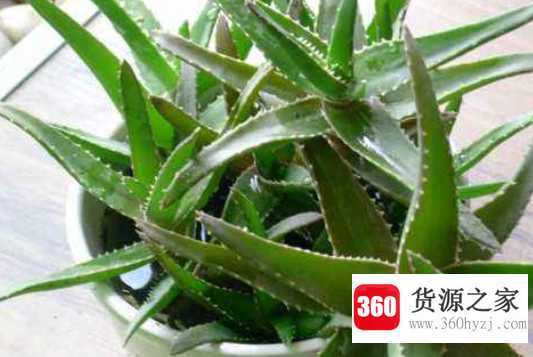 芦荟怎么养