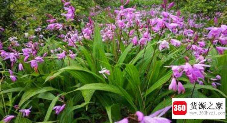 白芨种植条件