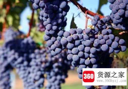 酿酒葡萄可以食用吗