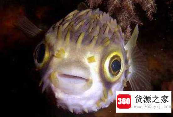 刺豚和河豚的区别