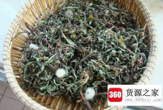 蒲公英的功效