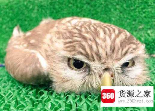 猫头鹰怎么睡觉