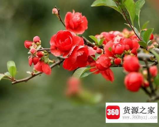 海棠的花语是什么
