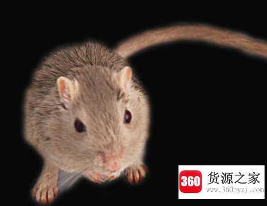 老鼠用什么辨味