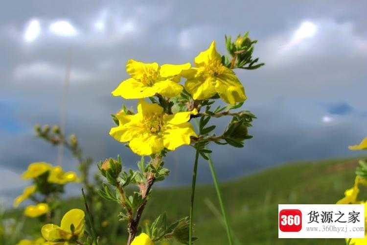 格桑花花语是什么