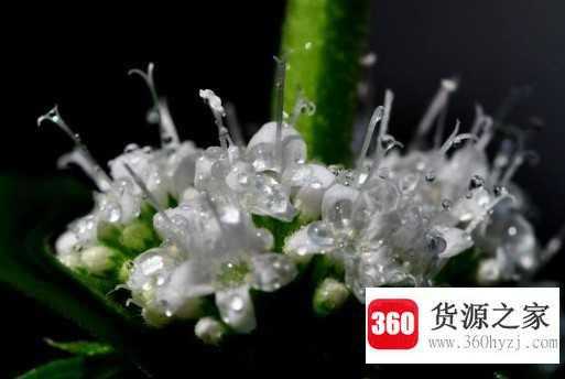 为什么薄荷花会吸引苍蝇