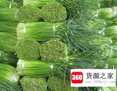 新鲜蒜苔怎么保存