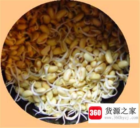 详解家庭自发豆芽全过程
