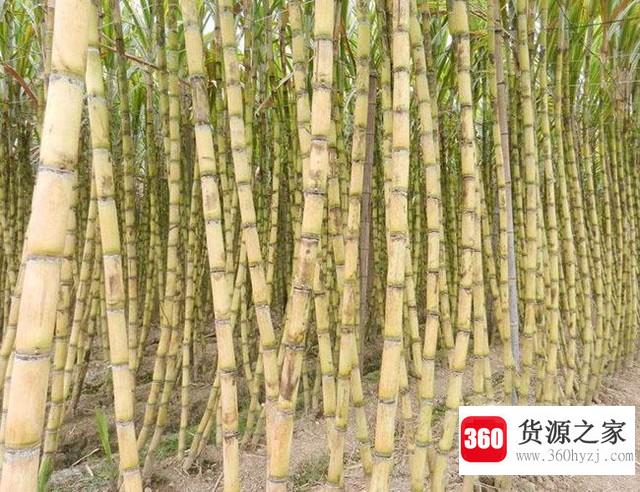 甘蔗的功效和作用有些什么