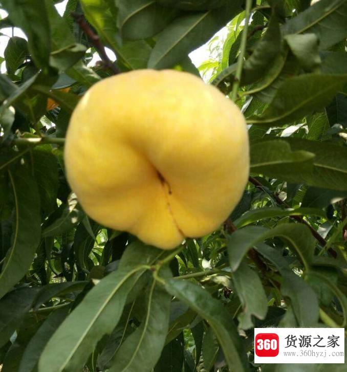 2019年油桃最新品种