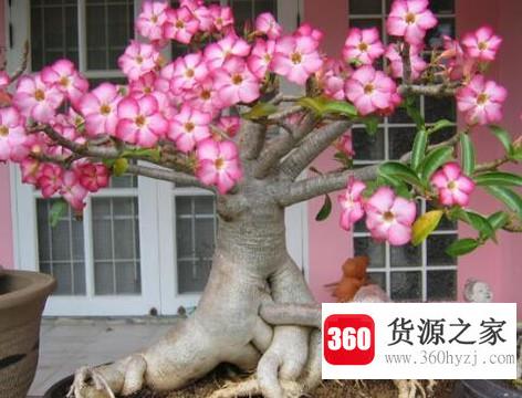 沙漠玫瑰叶子发黄怎么办