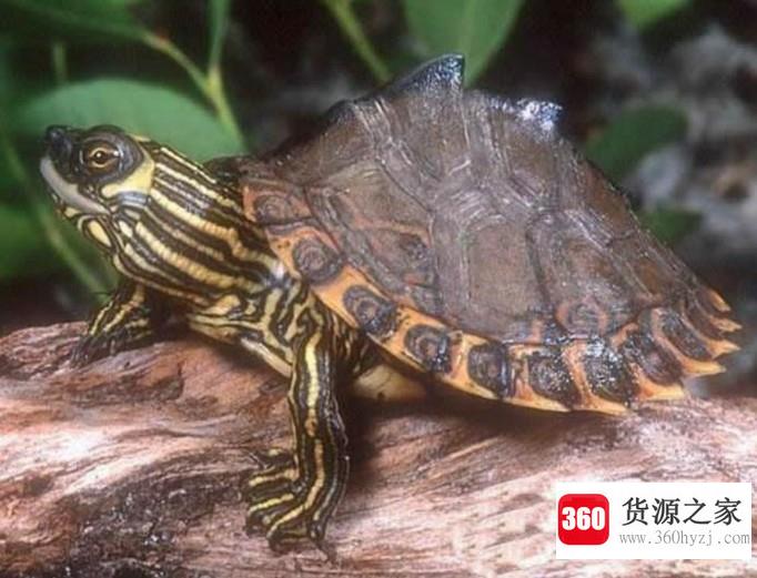 怎么喂养地图龟？