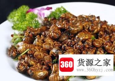 夏天怎么抓金蝉？