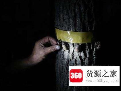你知道怎么捕蝉吗