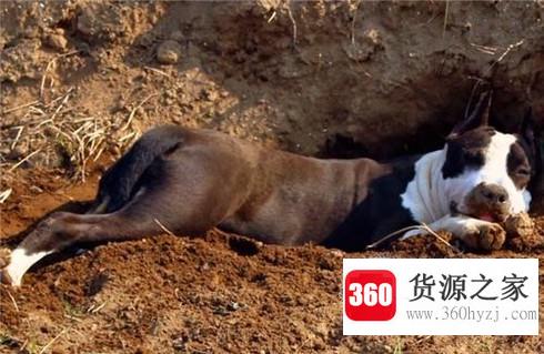 狗狗是怎么散热的