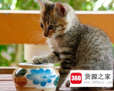 适合上班族养的宠物