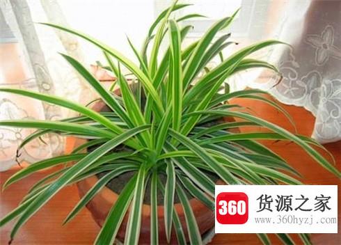 吊兰的作用及养护方法