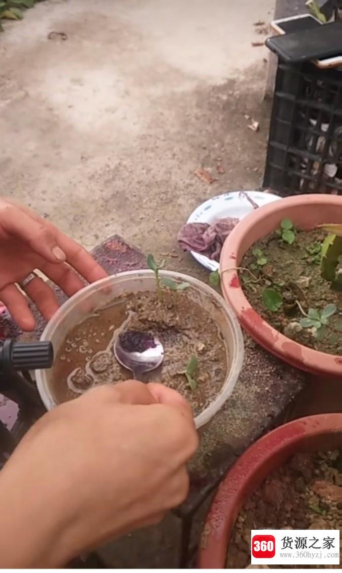 怎么在家种植火龙果