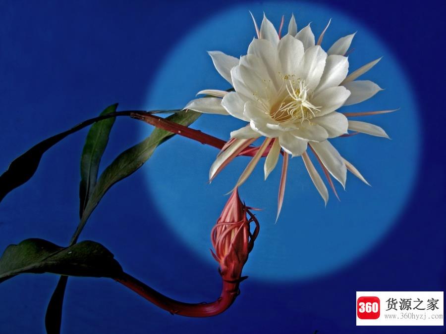 昙花为什么晚上开？