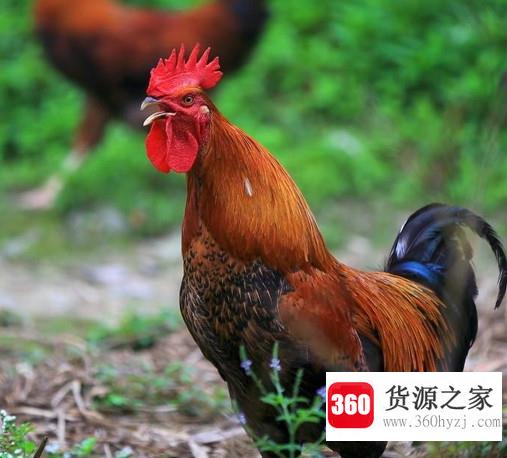 公鸡为什么白天打鸣？