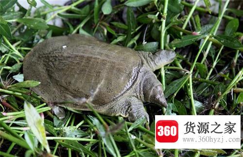 甲鱼吃什么？