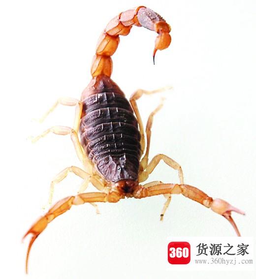 蝎子吃什么食物？