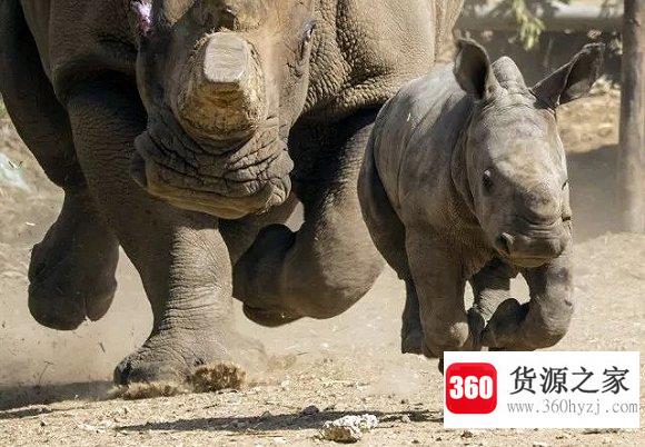 灰犀牛事件是什么意思？