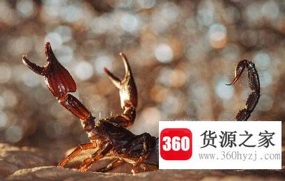 被蝎子蛰了怎么办？