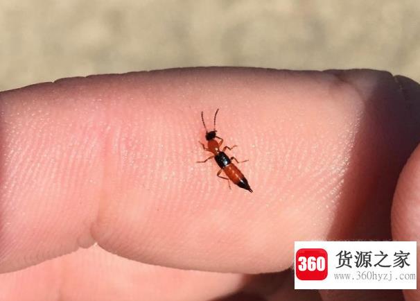 隐翅虫主要分布在哪里