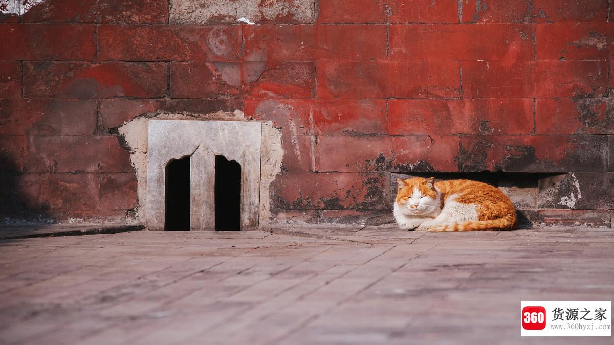 故宫的宫廷御猫是什么？