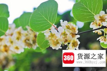 猕猴桃花雌雄怎么区别